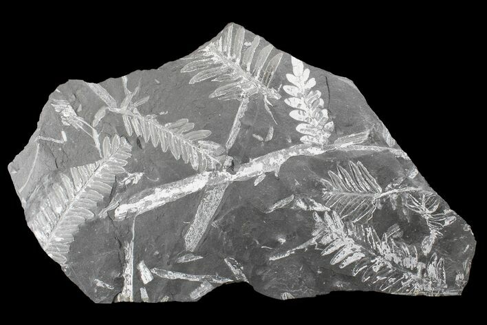 Fossil Seed Fern (Alethopteris & Neuropteris) Plate -Pennsylvania #168386